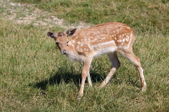 Young female Fallow Deer (Dama dama)