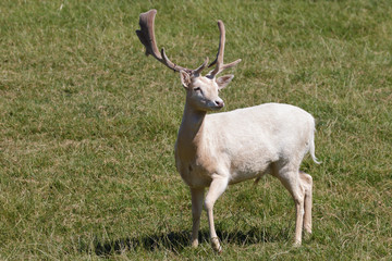 Naklejka na ściany i meble Male albino Fallow Deer (Dama dama) Standing in the sunshine