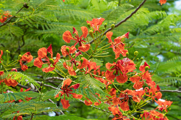 Delonix regia flower (Royal Poinciana, Flamboyant Tree, Flame Tree, Peacock Flower, Gulmohar) in bloom.