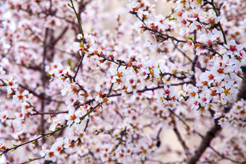 White and pink background of blooming almond