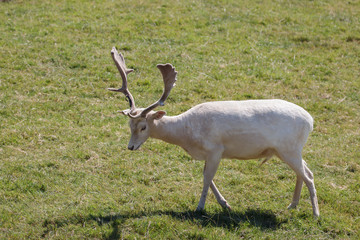 A male Fallow Deer (Dama dama) wandering along the filed