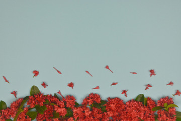 Red spike flowers decoration on blue background.