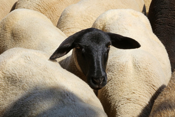 Das schwarze Schaf