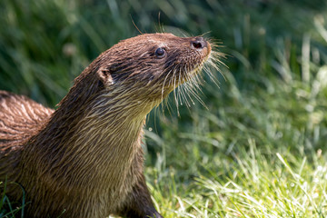 Eurasian Otter (Lutra lutra)
