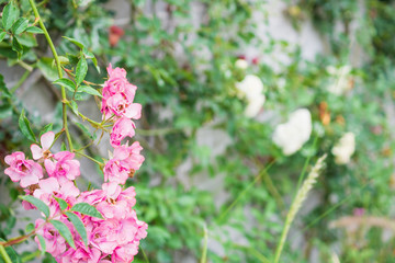 Beautiful climbing rose on vintage gray brick in flower garden