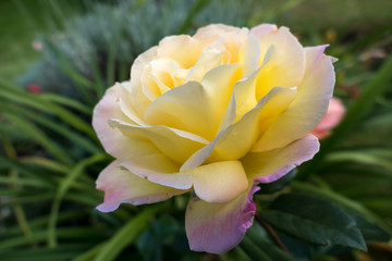 Fototapeta premium Yellow Rose (Peace)