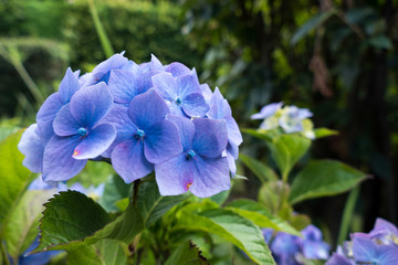 Common Hydrangea (H macrophylla)