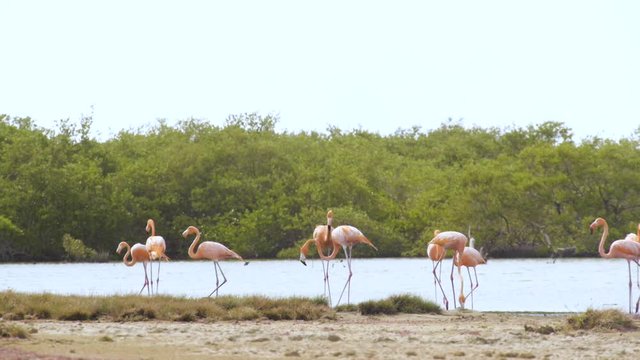 Group of beautiful pink flamingo's walking in shallow water in front of a mangrove bush