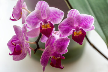 Soft close-up focus of beautiful branch of striped purple mini orchids Sogo Vivien. Phalaenopsis, Moth Orchid with green leaves on white background. Nature concept for design.