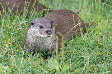 Eurasian Otter (Lutra lutra)