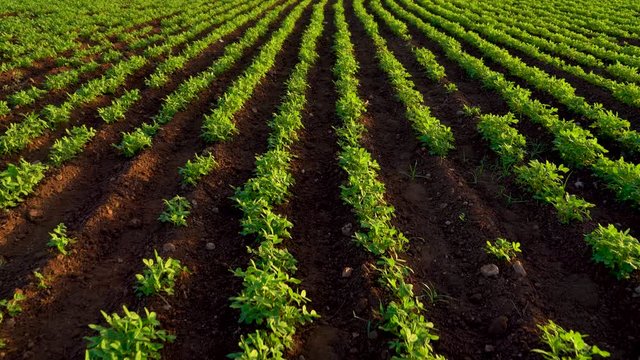 Green groundnut field in India