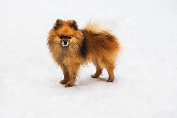 Dog breed Pomeranian