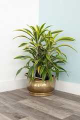 green plant on gold pot