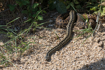 Common European Adder (Vipera berus) on the move