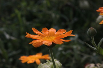 orange flower