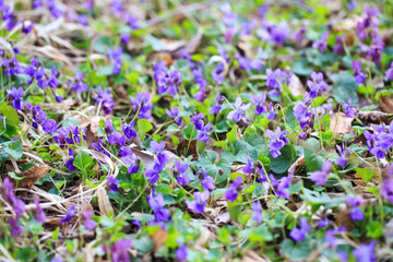 Obraz premium Spring flowers. Violet violets flowers bloom in the spring forest. Viola odorata. Beautiful banner of natural