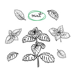 Mint sprigs and leaves/ Hand drawn culinary herbs and spices/ Mint parts sketch collection/ Black outline on white background/ Vector illustration