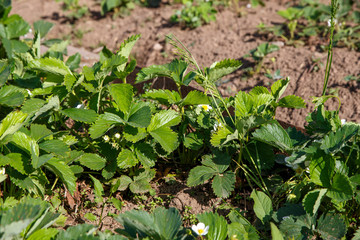 Flowers strawberries closeup in summer