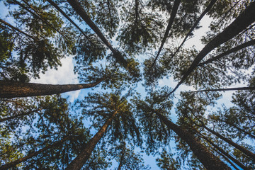 A beautiful view of the big and tall pine trees in the forest at noon during the summer in Thailand.