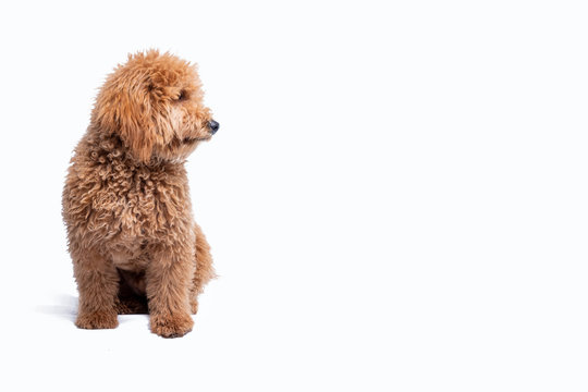 Cachorro de mini golden doodle sobre fondo blanco mirando hacia un lado