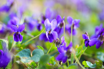 Spring flowers. Violet violets flowers bloom in the spring forest. Viola odorata. Beautiful banner of natural