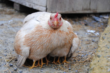poule © Robert Casacci