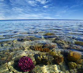 Coral reef of the Red Sea
