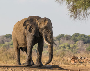 Fototapeta na wymiar A single Elephant in the African bush
