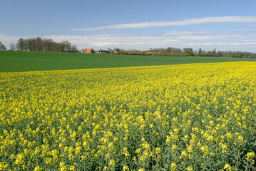 Obraz premium Champ de colza en fleur, corps de ferme en arrière plan