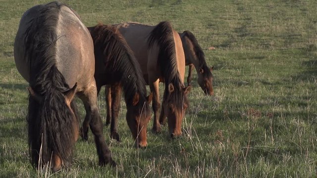 Four Grazing Horses. Horses graze on a hilly pasture lit by the warm evening sun. Slow Motion at a rate of 240 fps