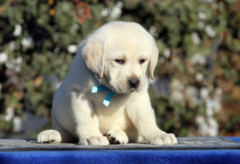 sweet labrador puppy on a blue background