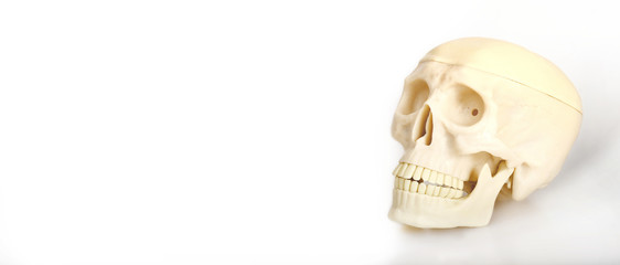 Skull isolated on white background