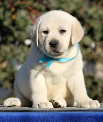 a sweet labrador puppy on a blue background