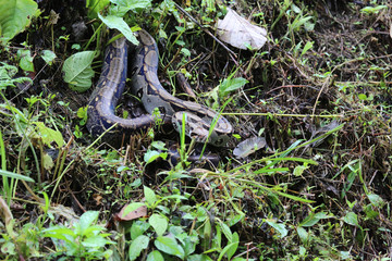Boa Constrictor Imperator, Costa Rica