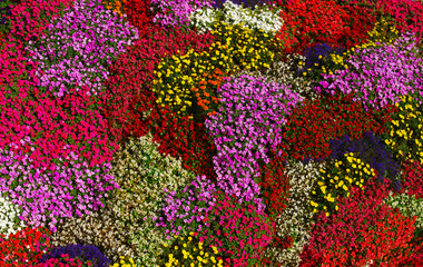 Fototapeta na wymiar flowers background on full screen