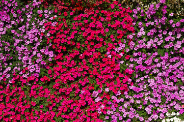  flowers background on full screen