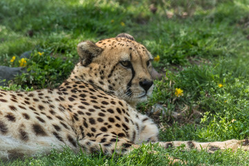 Cheetah, Acinonyx jubatus, relaxes in green grass dotted with yellow flowers