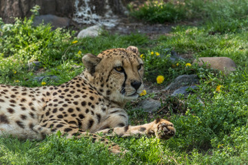 Cheetah, Acinonyx jubatus, relaxes in green grass dotted with yellow flowers
