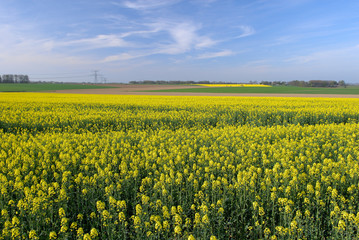 Obraz premium Champ de colza en fleur