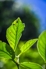 chacruna hoja verde macro