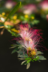 bobinsana flor rosa rayo de luz macro