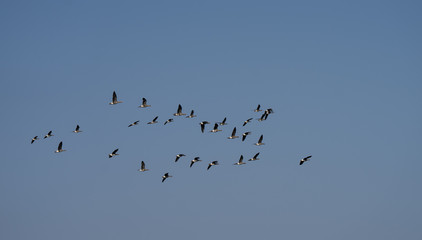 Spring migration of Geese. V-shaped flock of migratory birds turning back to their summer nesting areas in Lapland. Triangle in sky. Estonia, Europe