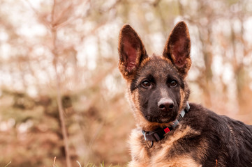 Portrait of a german shepherd puppy while resting in a backyard