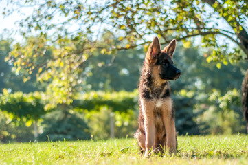 A german shepherd puppy sitting on the grass of a backyard