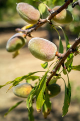 Branch with unripe fruits close up of an almond tree, species Prunus dulcis, native to Iran and surrounding countries and widely cultivated in similar climates.