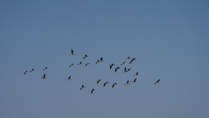 Spring migration of Geese. V-shaped flock of migratory birds turning back to their summer nesting areas in Lapland. Triangle in sky. Estonia, Europe