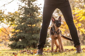 Training of a puppy german shepherd dog