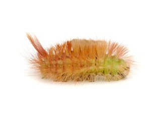 Macro of butterfly larva