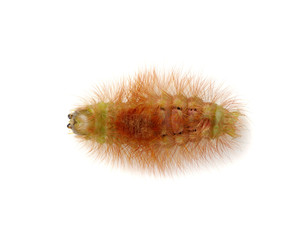 Close up caterpillar isolated on the white