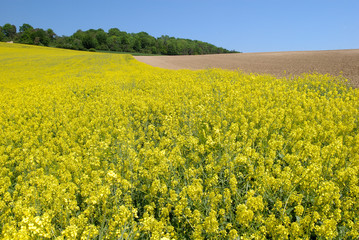 Obraz premium Champ de colza en fleur, fin de floraison